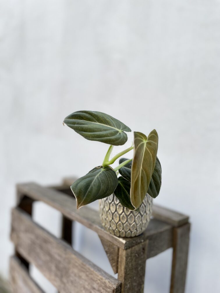 Zdjęcie rosliny doniczkowej Philodendron melanochrysum, ujęcie 1