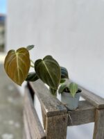 Zdjęcie rosliny doniczkowej Philodendron melanochrysum, ujęcie 2