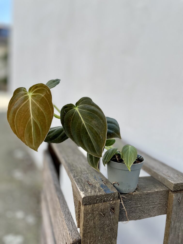 Zdjęcie rosliny doniczkowej Philodendron melanochrysum, ujęcie 2