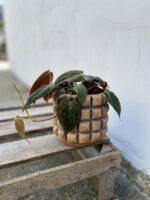 Zdjęcie rosliny doniczkowej Philodendron hederaceum Micans, ujęcie 1