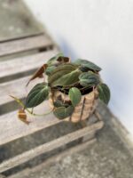 Zdjęcie rosliny doniczkowej Philodendron hederaceum Micans, ujęcie 2