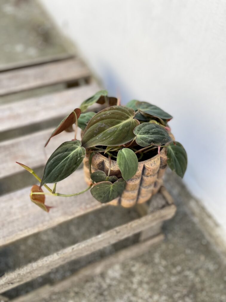 Zdjęcie rosliny doniczkowej Philodendron hederaceum Micans, ujęcie 2