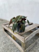 Zdjęcie rosliny doniczkowej Philodendron hederaceum Micans, ujęcie 3