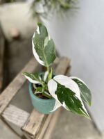 Zdjęcie rosliny doniczkowej Philodendron White Wizard, ujęcie 1