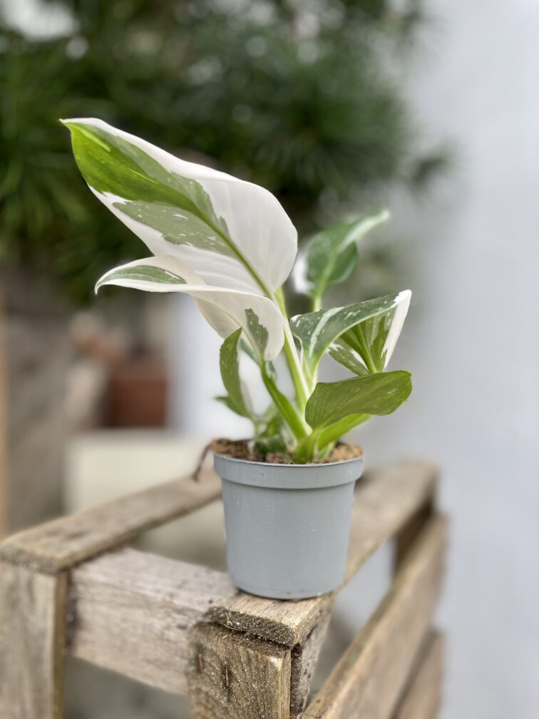 Zdjęcie rosliny doniczkowej Philodendron White Wizard, ujęcie 2