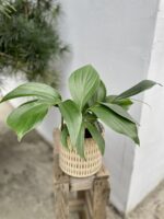 Zdjęcie rosliny doniczkowej Rhaphidophora decursiva, ujęcie 1