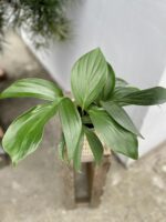 Zdjęcie rosliny doniczkowej Rhaphidophora decursiva, ujęcie 2