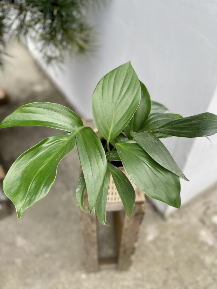 Zdjęcie rosliny doniczkowej Rhaphidophora decursiva, ujęcie 2