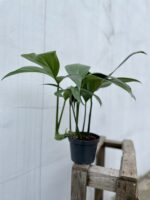 Zdjęcie rosliny doniczkowej Rhaphidophora decursiva, ujęcie 3