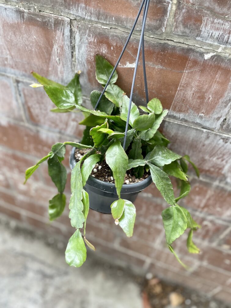 Zdjęcie rosliny doniczkowej Rhipsalis elliptica (Patyczak), ujęcie 1