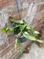 Zdjęcie rosliny doniczkowej Rhipsalis elliptica (Patyczak), ujęcie 2