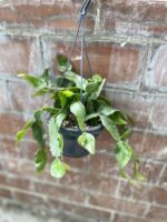 Zdjęcie rosliny doniczkowej Rhipsalis elliptica (Patyczak), ujęcie 3