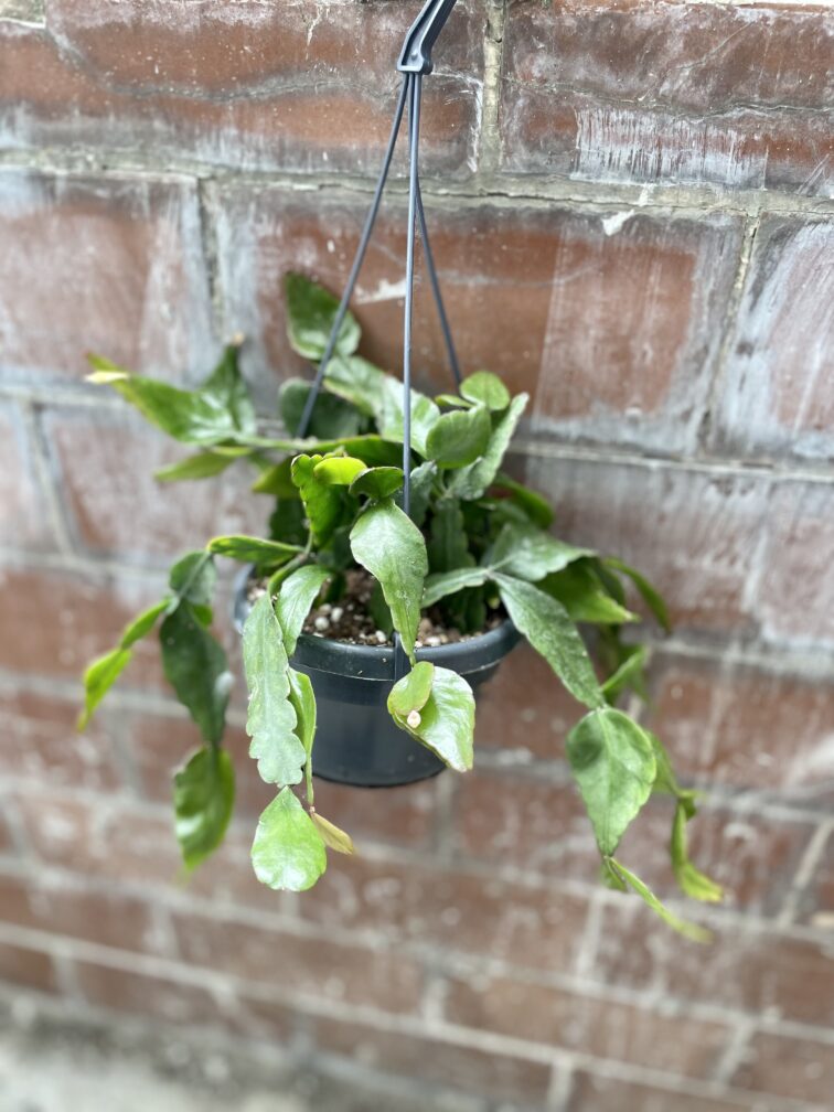 Zdjęcie rosliny doniczkowej Rhipsalis elliptica (Patyczak), ujęcie 3