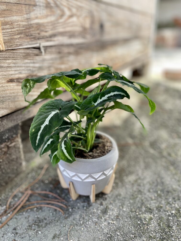 Zdjęcie rosliny doniczkowej Syngonium Wendlandii, ujęcie 1