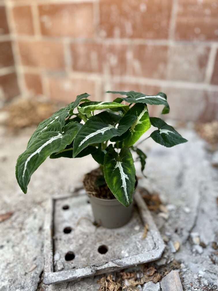 Zdjęcie rosliny doniczkowej Syngonium Wendlandii, ujęcie 2