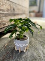 Zdjęcie rosliny doniczkowej Syngonium Wendlandii, ujęcie 3