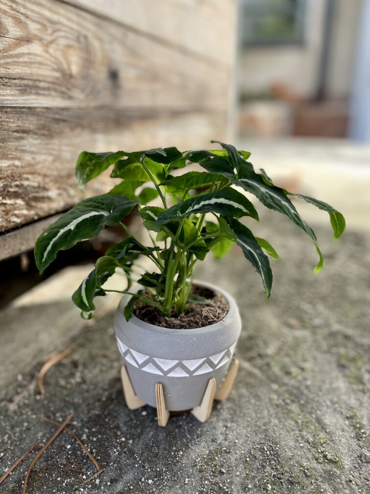 Zdjęcie rosliny doniczkowej Syngonium Wendlandii, ujęcie 3