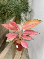 Zdjęcie rosliny doniczkowej Aglaonema Flamingo, ujęcie 2