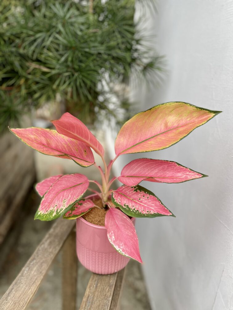 Zdjęcie rosliny doniczkowej Aglaonema Flamingo, ujęcie 3