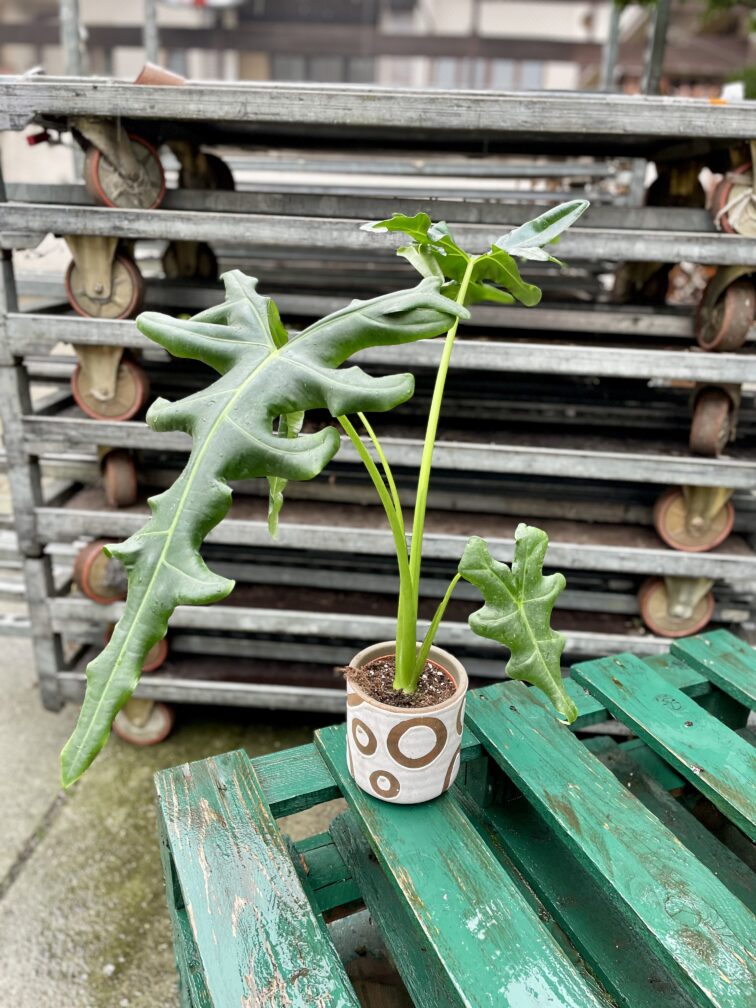 Zdjęcie rosliny doniczkowej Alocasia Portei, ujęcie 1