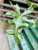 Zdjęcie rosliny doniczkowej Alocasia Portei, ujęcie 2