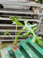 Zdjęcie rosliny doniczkowej Alocasia Portei, ujęcie 3