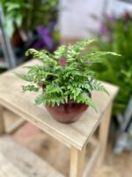 Zdjęcie rosliny doniczkowej Athyrium spicatum (Paproć Wietlica), ujęcie 1