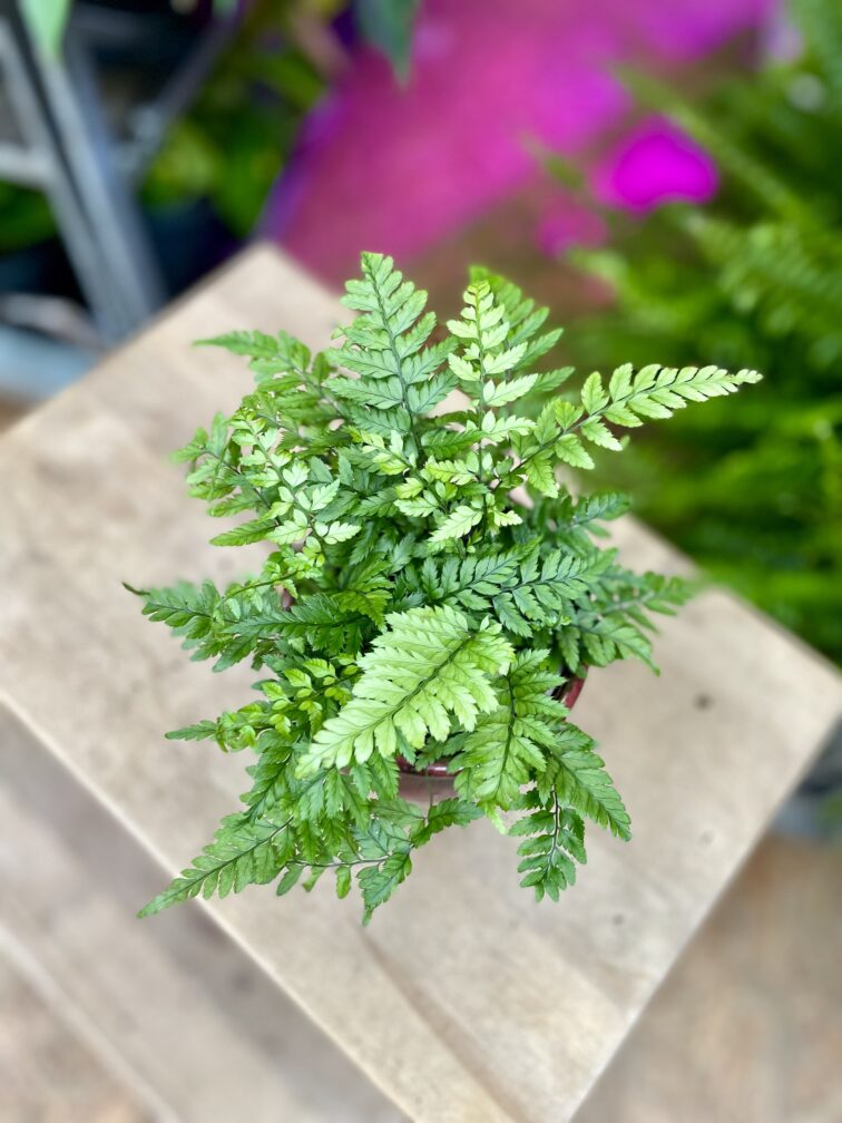 Zdjęcie rosliny doniczkowej Athyrium spicatum (Paproć Wietlica), ujęcie 2