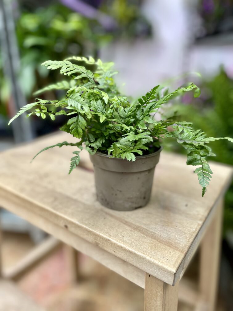 Zdjęcie rosliny doniczkowej Athyrium spicatum (Paproć Wietlica), ujęcie 3