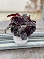 Zdjęcie rosliny doniczkowej Begonia Conga, ujęcie 1