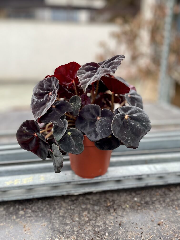 Zdjęcie rosliny doniczkowej Begonia Conga, ujęcie 2