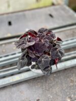 Zdjęcie rosliny doniczkowej Begonia Conga, ujęcie 3