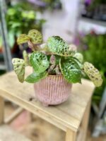 Zdjęcie rosliny doniczkowej Begonia ferox, ujęcie 1