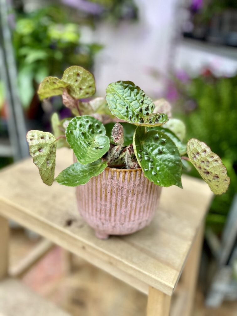 Zdjęcie rosliny doniczkowej Begonia ferox, ujęcie 1