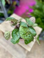 Zdjęcie rosliny doniczkowej Begonia ferox, ujęcie 2