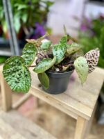 Zdjęcie rosliny doniczkowej Begonia ferox, ujęcie 3