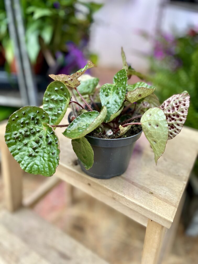 Zdjęcie rosliny doniczkowej Begonia ferox, ujęcie 3