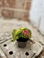 Zdjęcie rosliny doniczkowej Coleus Spacecake, ujęcie 3