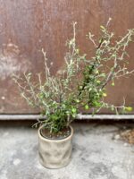 Zdjęcie rosliny doniczkowej Corokia Maori Green, ujęcie 1