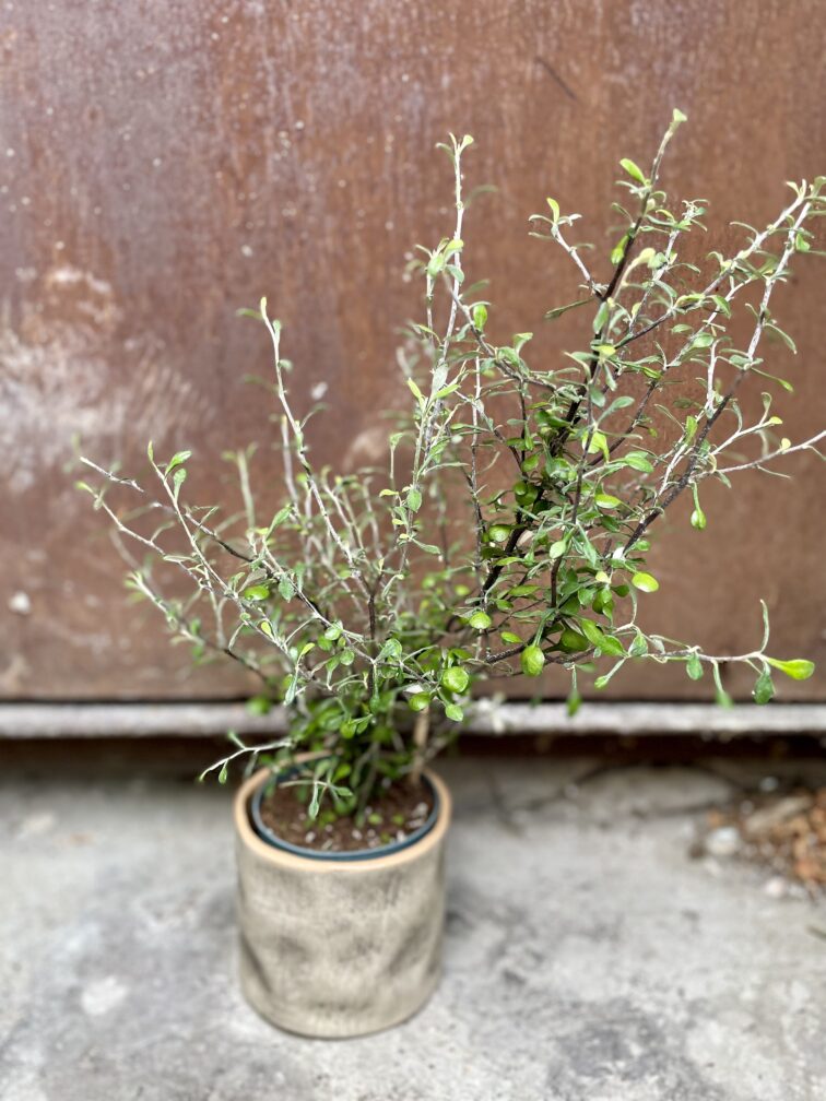 corokia-maori-green_10x40-1_1696597535.jpg Zdjęcie rosliny doniczkowej Corokia Maori Green, ujęcie 1