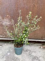 Zdjęcie rosliny doniczkowej Corokia Maori Green, ujęcie 3