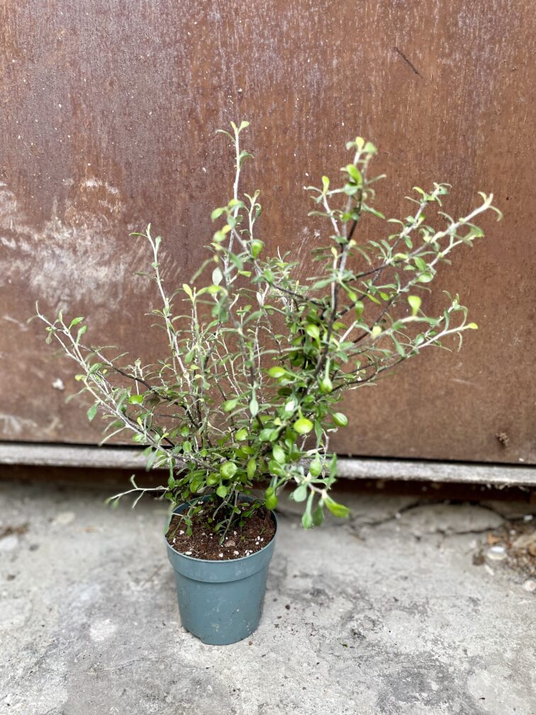Zdjęcie rosliny doniczkowej Corokia Maori Green, ujęcie 3