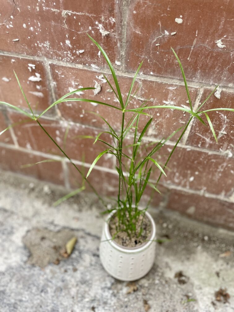 Zdjęcie rosliny doniczkowej Cyperus alternifolius (Papirus), ujęcie 1