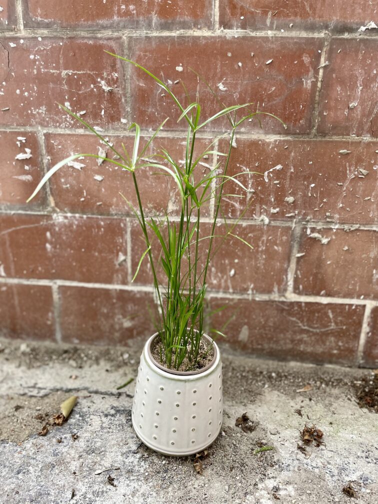 Zdjęcie rosliny doniczkowej Cyperus alternifolius (Papirus), ujęcie 2