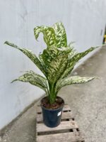 Zdjęcie rosliny doniczkowej Dieffenbachia White Etna, ujęcie 1