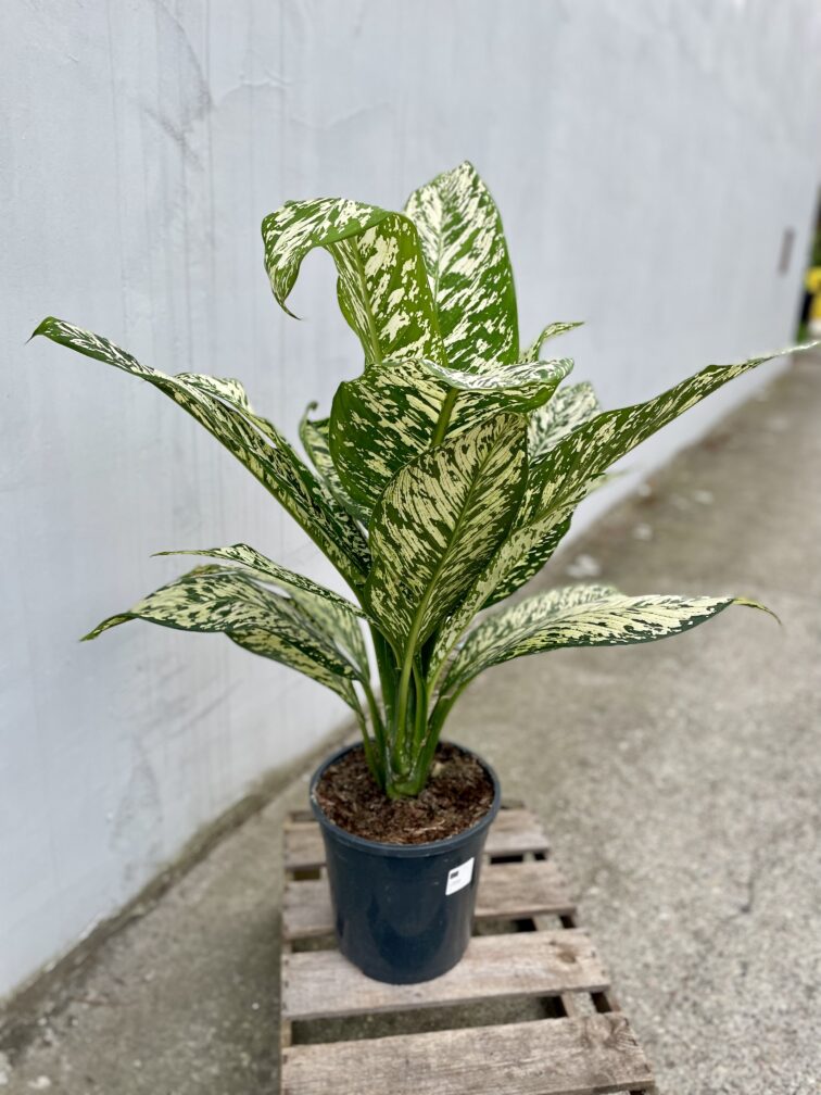 dieffenbachia-white-etna_24x75-1_1696597342.jpg Zdjęcie rosliny doniczkowej Dieffenbachia White Etna, ujęcie 1