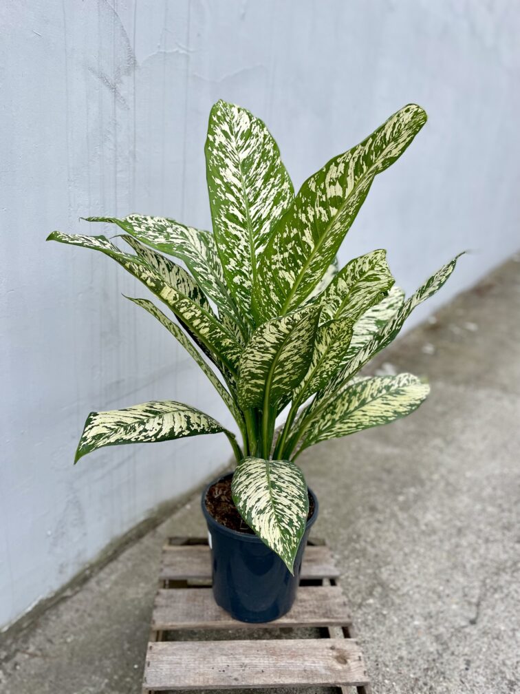 Zdjęcie rosliny doniczkowej Dieffenbachia White Etna, ujęcie 2