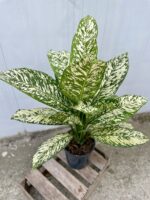 Zdjęcie rosliny doniczkowej Dieffenbachia White Etna, ujęcie 3
