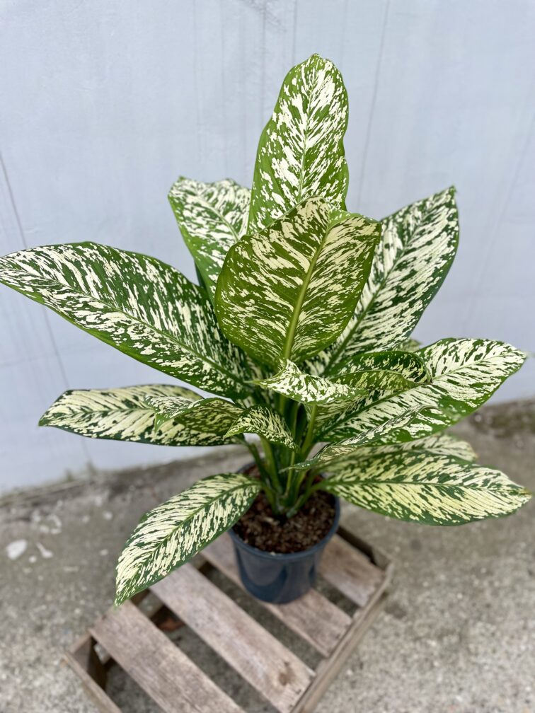 Zdjęcie rosliny doniczkowej Dieffenbachia White Etna, ujęcie 3