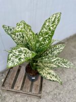 Zdjęcie rosliny doniczkowej Dieffenbachia White Etna, ujęcie 4